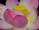 Lotosblume Lotosblume