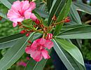 Oleander Oleander