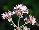 Echter Dost, Oregano Echter Dost, Oregano