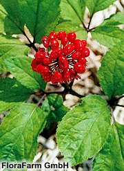 Panax ginseng - Ginseng