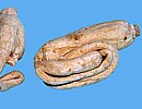 Ginseng Ginseng
