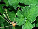 Kap-Pelargonie, UMCKALOABO Kap-Pelargonie, UMCKALOABO