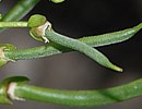 Gartenbohne Gartenbohne