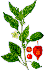 Physalis