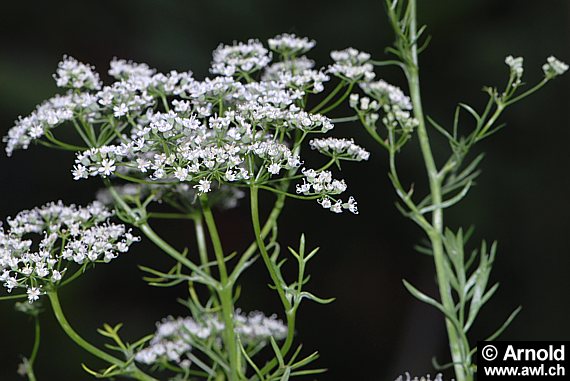 Pimpinella anisum - Anis