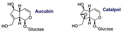 Aucubin, Catalpol