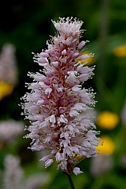 Persicaria (Polygonum) bistort - Schlangen-Kn&amp;ouml;terich