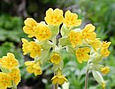 Schlüsselblume Schlüsselblume
