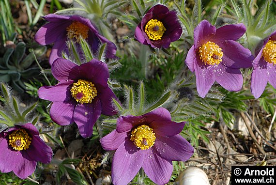 Pulsatilla vulgaris - K�chenschelle