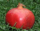 Granatapfel Granatapfel