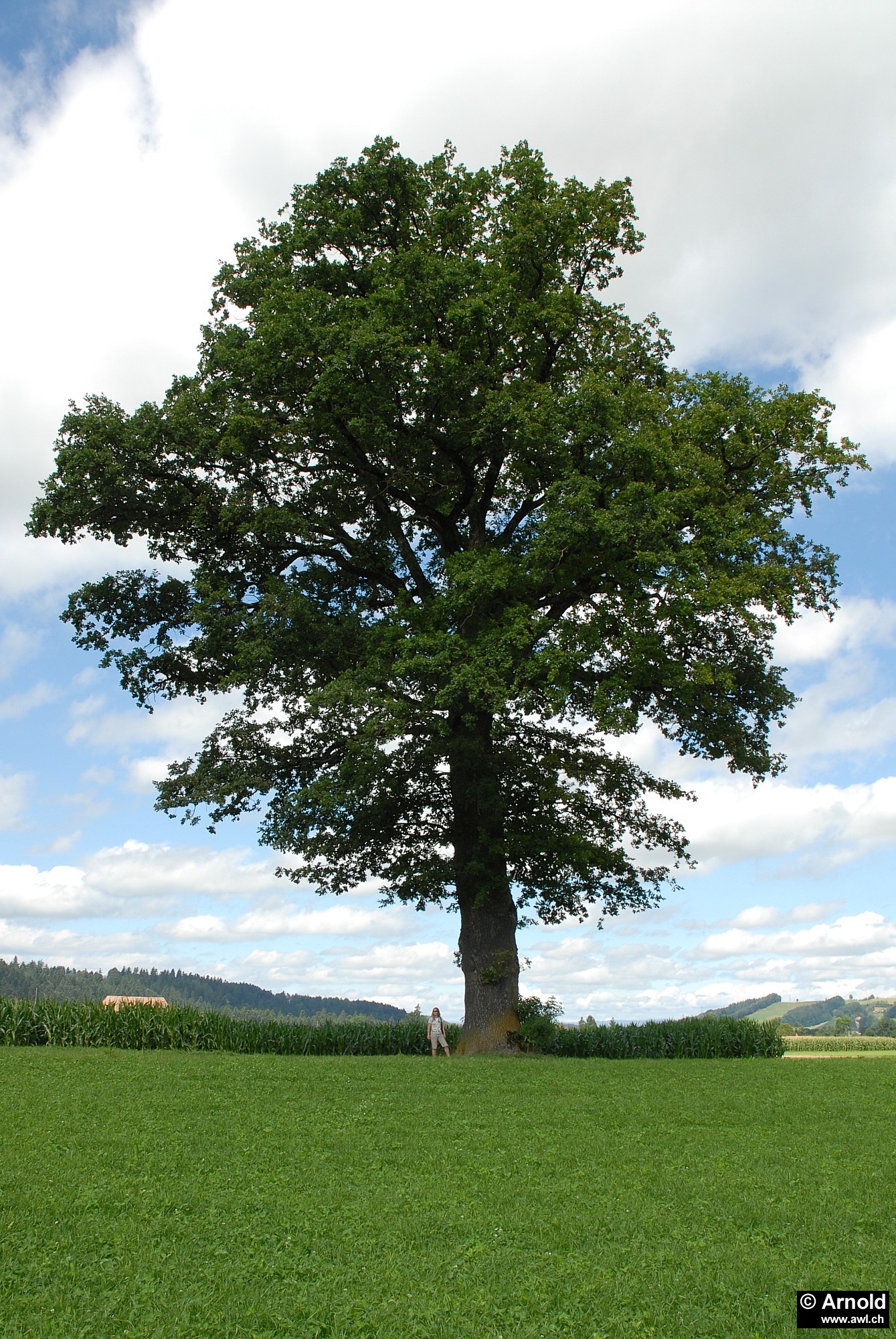 Eiche Quercus robur AWL.ch