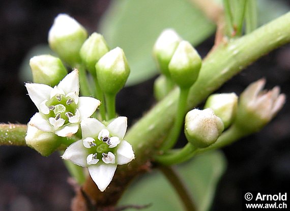 Rhamnus frangula - Faulbaum