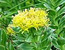 Rosenwurz Rosenwurz