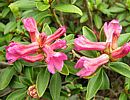 Alpenrose Alpenrose