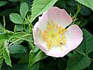 Hagrose, Hundsrose Hagrose, Hundsrose