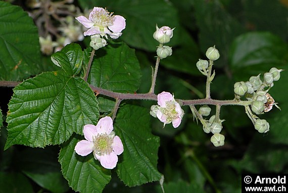 Brombeere-Pflanzen (Rubus fruticosus