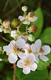Rubus fruticosus - Brombeere