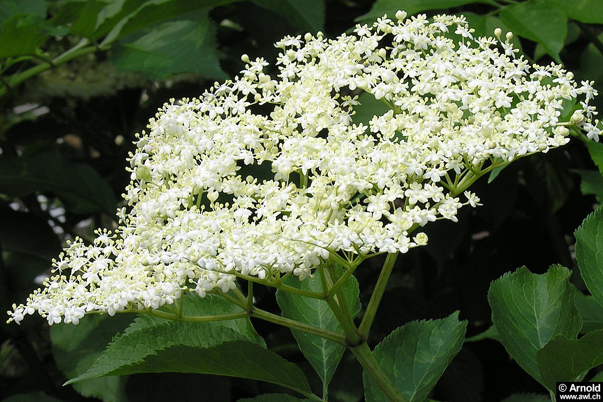 Holunder Sambucus Nigra AWL ch