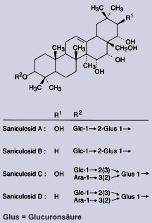 Saniculosid