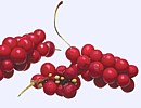 Schisandra, Spaltkörbchen, Beerentrauben Schisandra, Spaltkörbchen, Beerentrauben