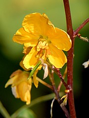 Senna alexandrina - Senna