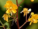 Senna Senna