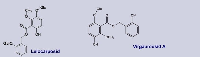 Chem. Formel von Leiocarposid und Virgaureosid