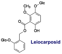 Leiocarposid