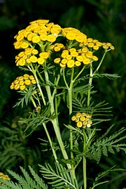 Tanacetum vulgare - Rainfarn