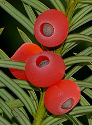 Taxus baccata - Eibe 