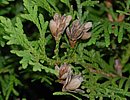 Thuja, Lebensbaum Thuja, Lebensbaum