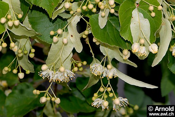 Tilia cordata - Winterlinde