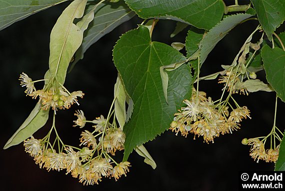 Tilia cordata - Winterlinde