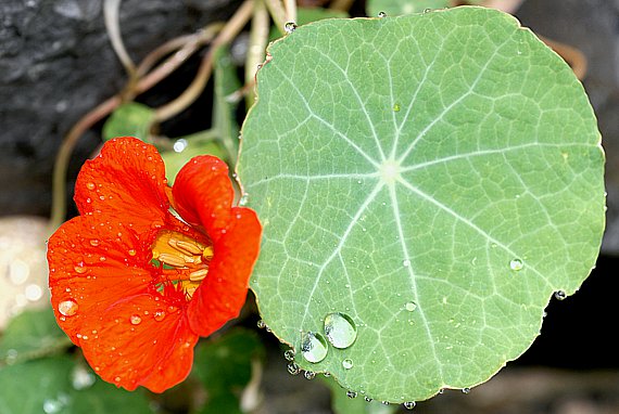 Kapuzinerkresse (Tropaeolum majus)