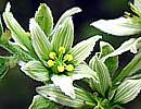 Weisser Germer Weisser Germer