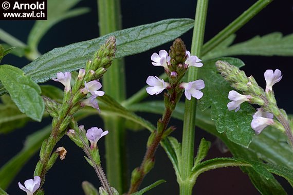 Verbena officinalis - Eisenkraut