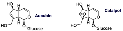 Aucubin, Catalpol
