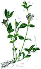 vinca minor