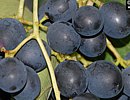 Weinrebe