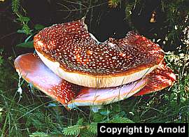 amanita_muscaria_aw_1.jpg (17176 Byte)