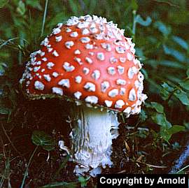 amanita_muscaria_aw_2.jpg (17323 Byte)