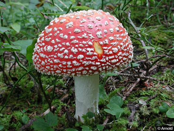 amanita_muscaria_gross_2.jpg (49603 Byte)