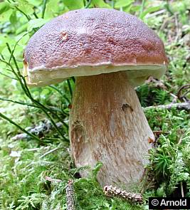 boletus_edulis_aw_2.jpg (25998 Byte)