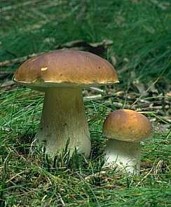 boletus_edulis_unbek.jpg (14978 Byte)