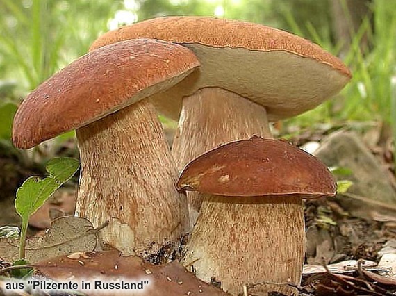 Steinpilze - Boletus edulis