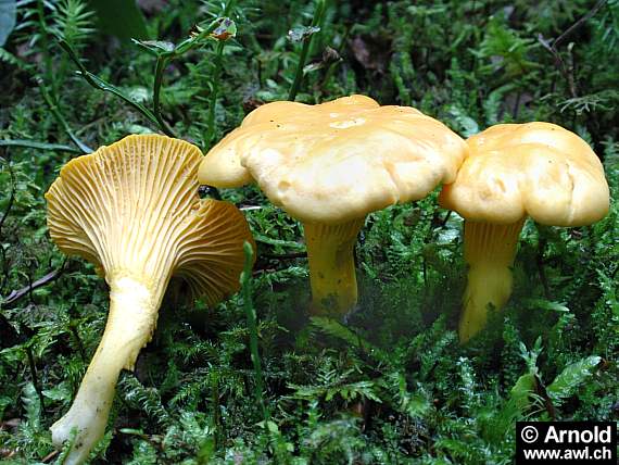 Pfifferling - Cantharellus cibarius