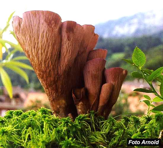 GOMPHUS CLAVATUS (Bild 1; 36685 Byte)
