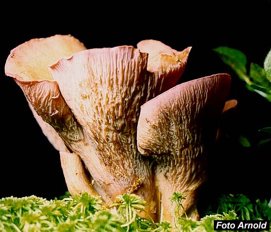 GOMPHUS CLAVATUS (Bild 2; 40564 Byte)