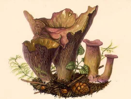GOMPHUS CLAVATUS (Zeichnung; 29058 Byte)