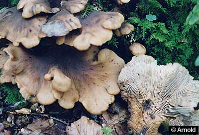 bild_400.jpg (24001 Byte)